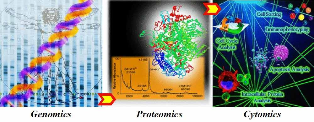 인간 유전체, 프로테오믹스, 사이토믹스의 관계.