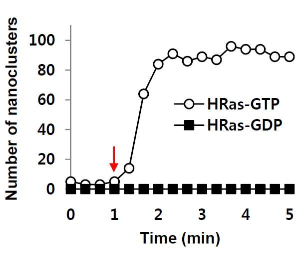 HRas와 RBD도메인 간의 특이적 결합에 따른 나노클러스터 형성과정