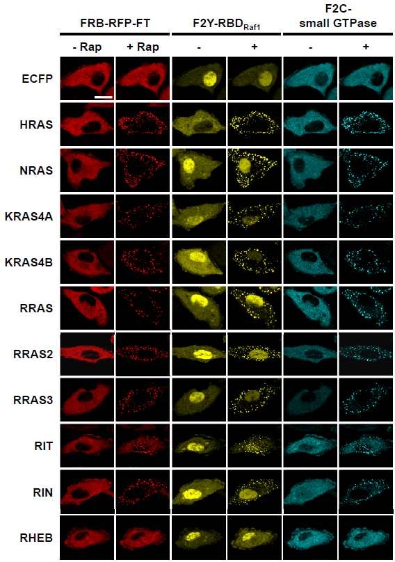 InCell SMART-i를 이용한 RBD도메인과 결합하는 small GTPase의 상호결합 분석(1)