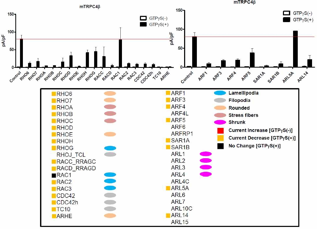 Summarized results. Effect of Rho (left) and Arf (right) family members on TRP channel activity and subcellular localization