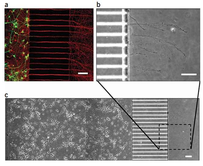 microfluidics system에서 primary neuron culture의 예시