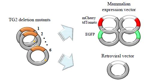 각 TG2 deletion mutants의 형광 발현 vector 및 retroviral vector로 삽입