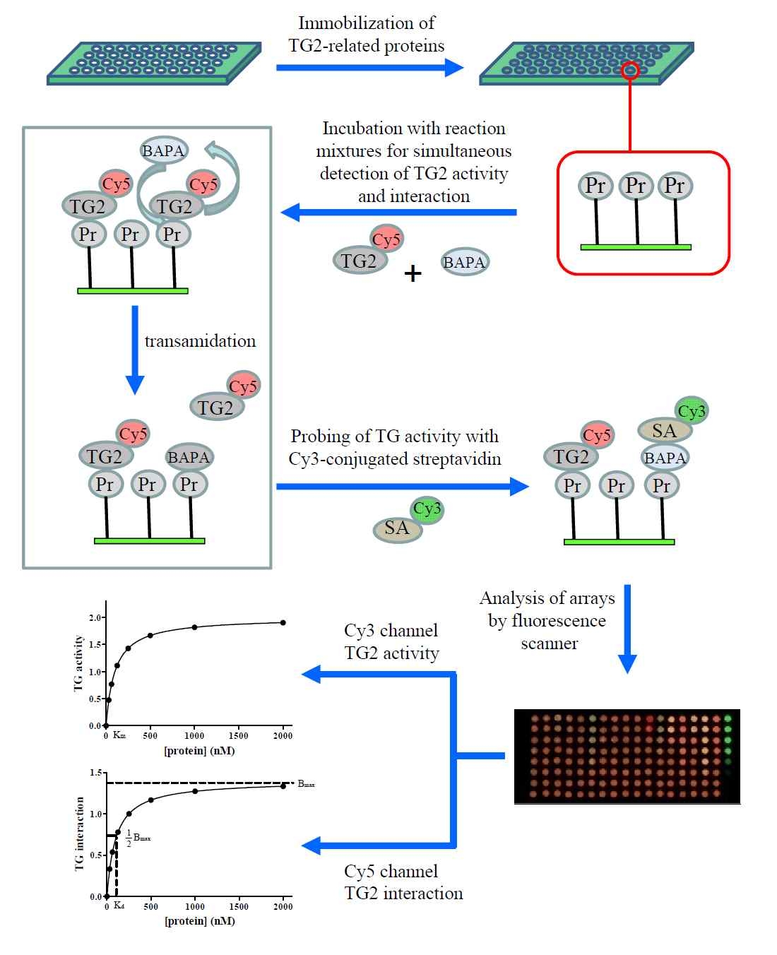 TG2 관련 단백질에 대한 TG2의 활성도와 상호작용을 동시에 측정하는 기술의 모식도