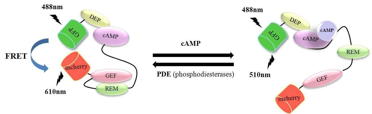 Epac FRET sensor