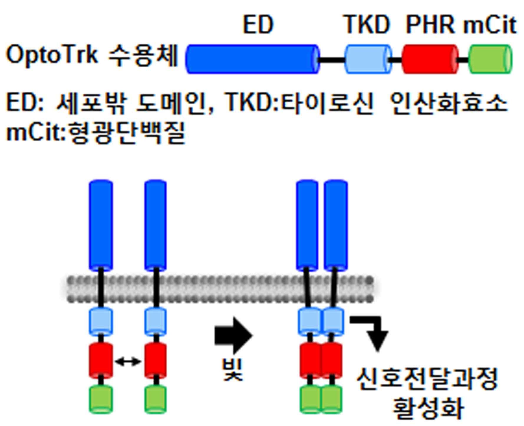 OptoTrk 수용체 구조 및 활성화과정 모식도