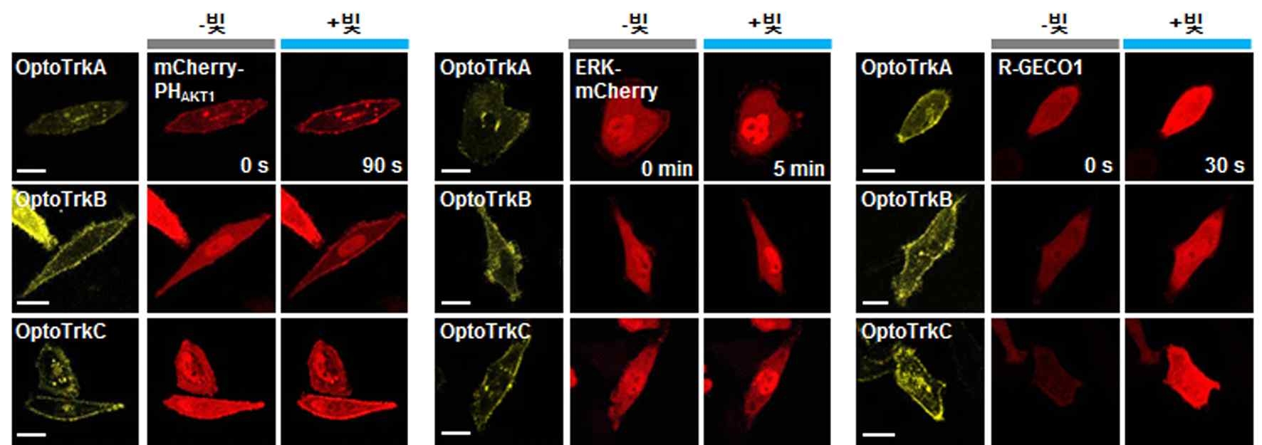 빛 자극에 의한 optoTrk A, B, C 수용체의 하부신호(PI3K, ERK, Ca2+) 활성화