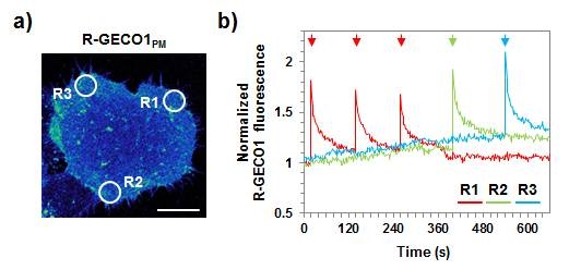 STIM1 융합단백질과 R-GECO1PM을 이용하여 모니터링 한 국소부위 칼슘 조절