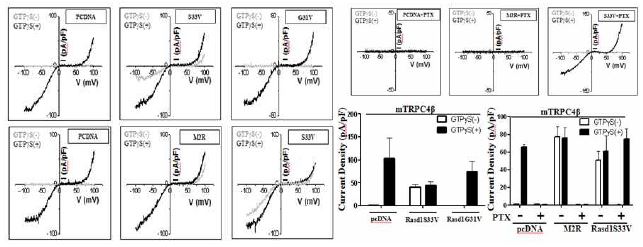 Whole cell patch clamp로 TRPC4 채널에서의 RasD1의 효과 및 PTX 처리시의 억제