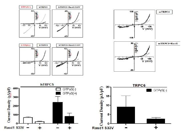 Whole cell patch clamp로 RasD1의 TRPC5/6 활성 증가 효과의 검증