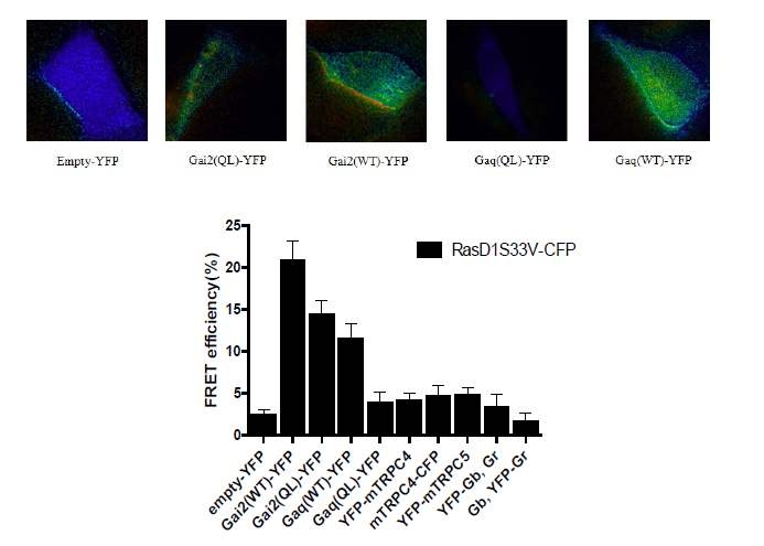 FRET기법을 이용한 RasD1과 관련된 signal확인