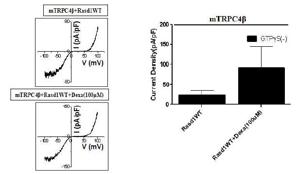 RasD1에 dexamethasone을 처리하여 TRPC4의 전류 크기 확인