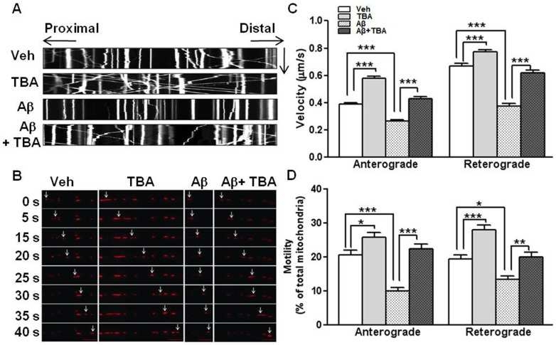 Aβ와 TBA를 동시에 처리한 후 미토콘드리아의 axonal transport의 변화를 실시간으로 촬영한 후 양방향의 속도와 이동성을 분석