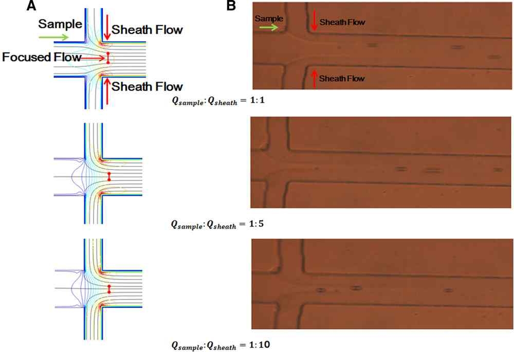 (A) hydrodynamic focusing 전산모사 결과, (B) 다양한 유속 비율에서 세포의 거동