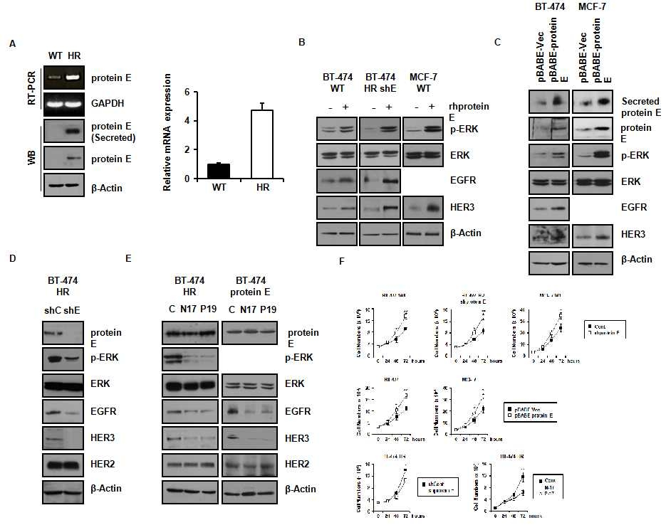 발굴된 바이오마커 protein E가 세포 증식에 미치는 영향을 확인함