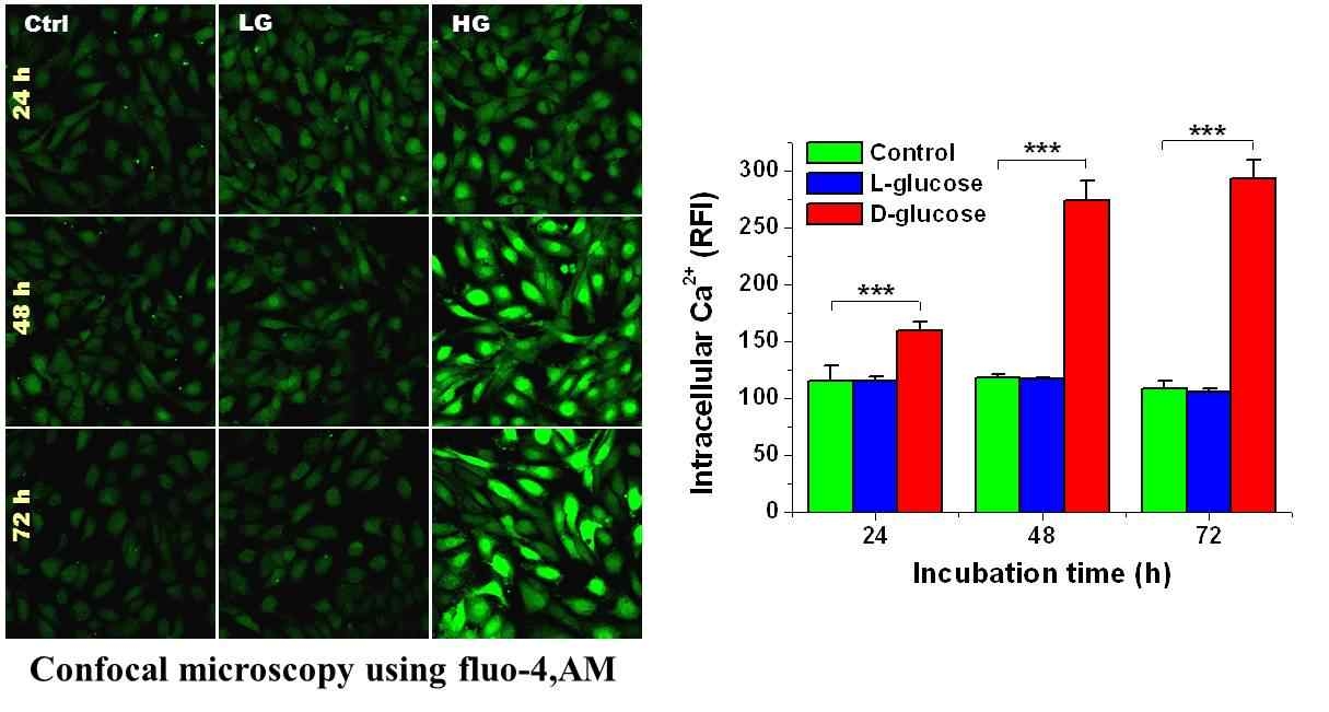 HG에 의해 유도된 intracellular Ca2+ 의 변화