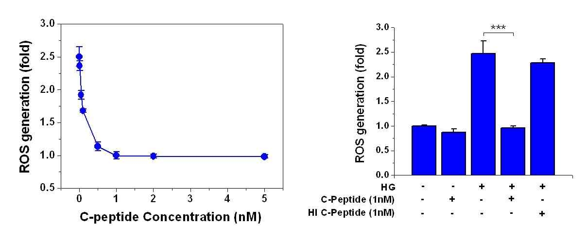 C-peptide 처리 시 HG에 의해 유도된 ROS 억제