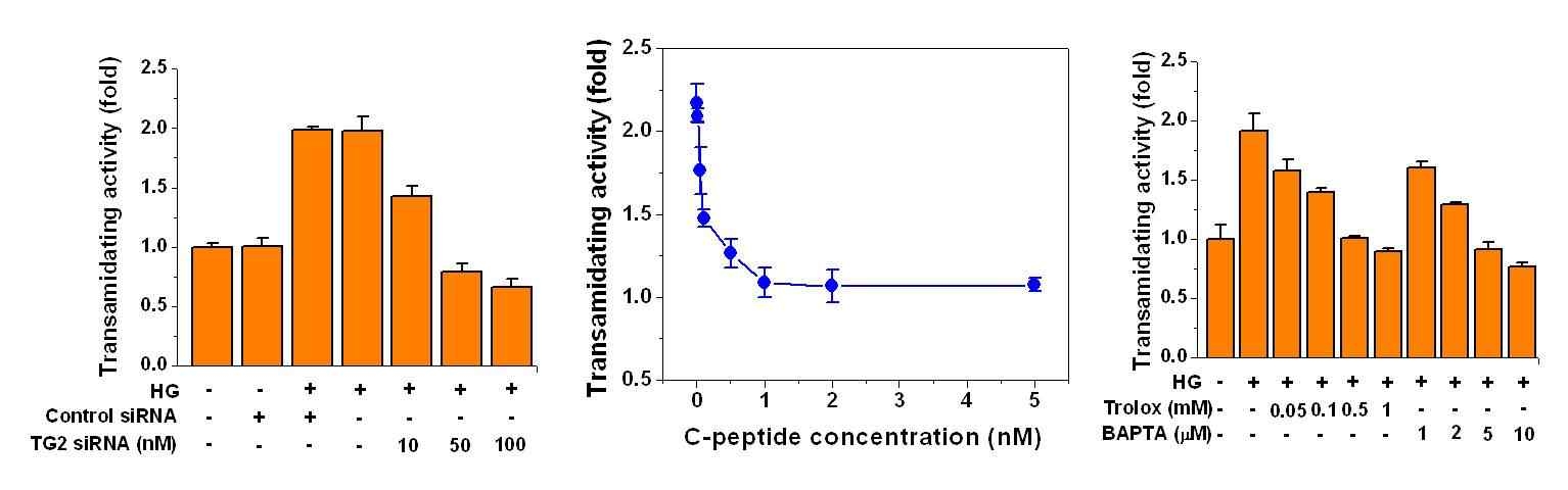 C-peptide 처리 시 HG에 의해 유도된 TG 활성도 억제