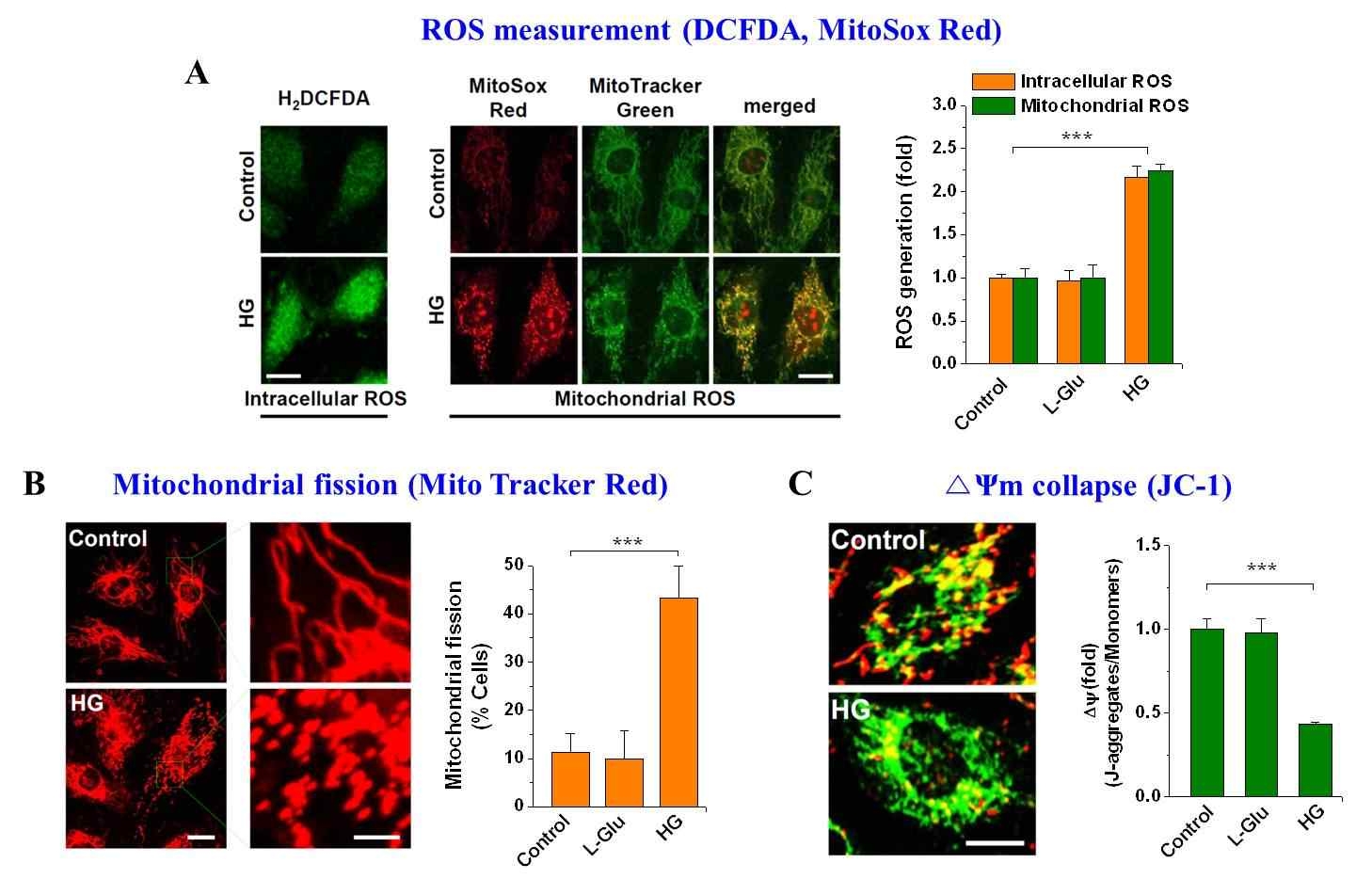 Confocal microscopy를 이용한 intracellular, mitochondrial ROS 생성 및