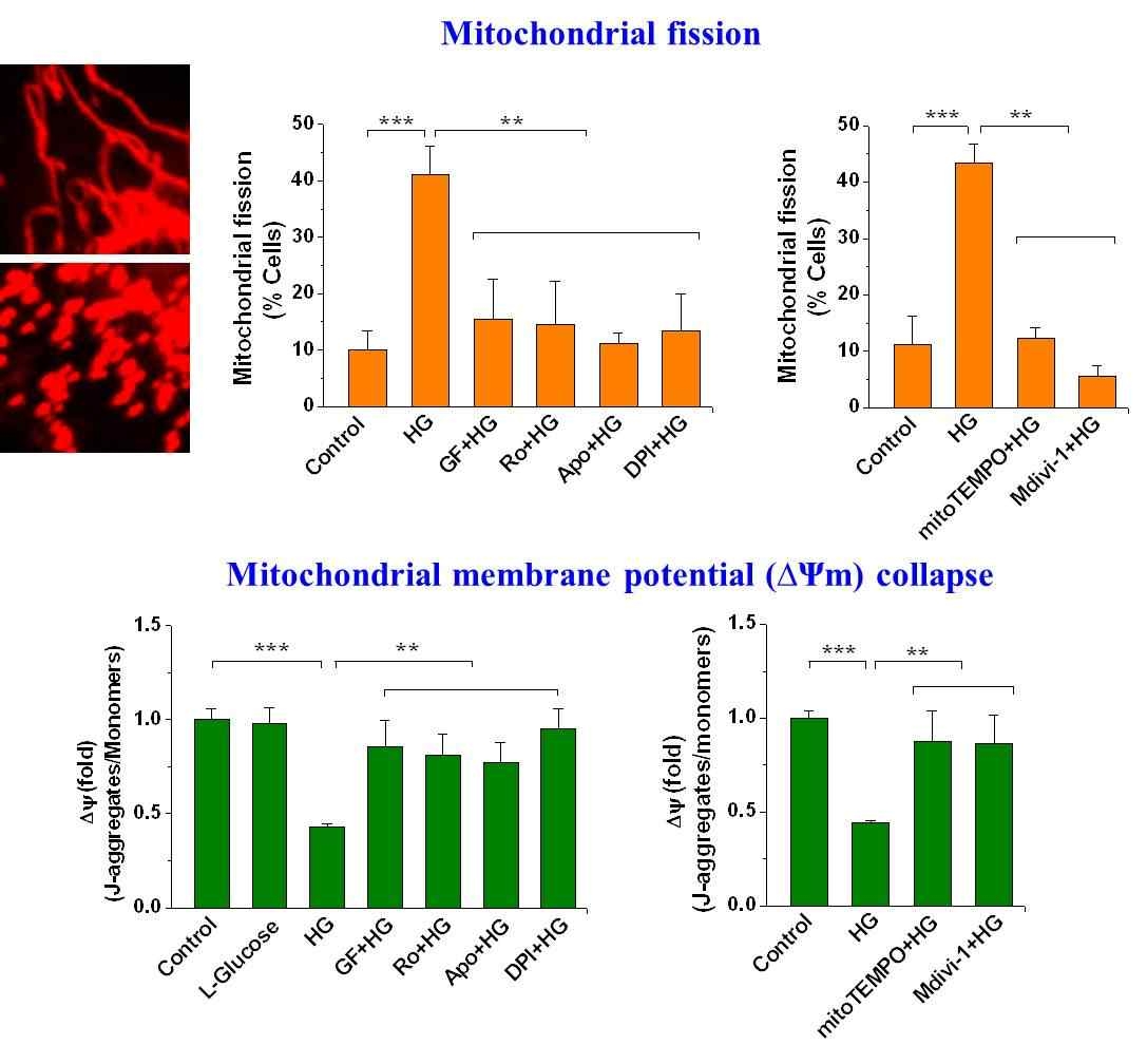 Cytosolic과 mitochondrial ROS로 야기되는 HG에 의한 mitochondrial fission과 Δψm collapse