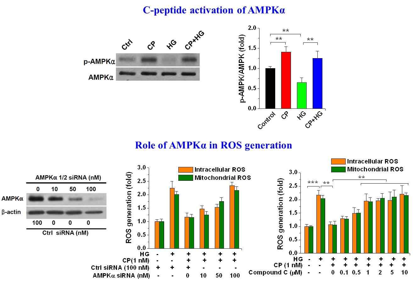 C-peptide의 HG로 인한 ROS 생성의 억제에 있어 AMPKα의 역할