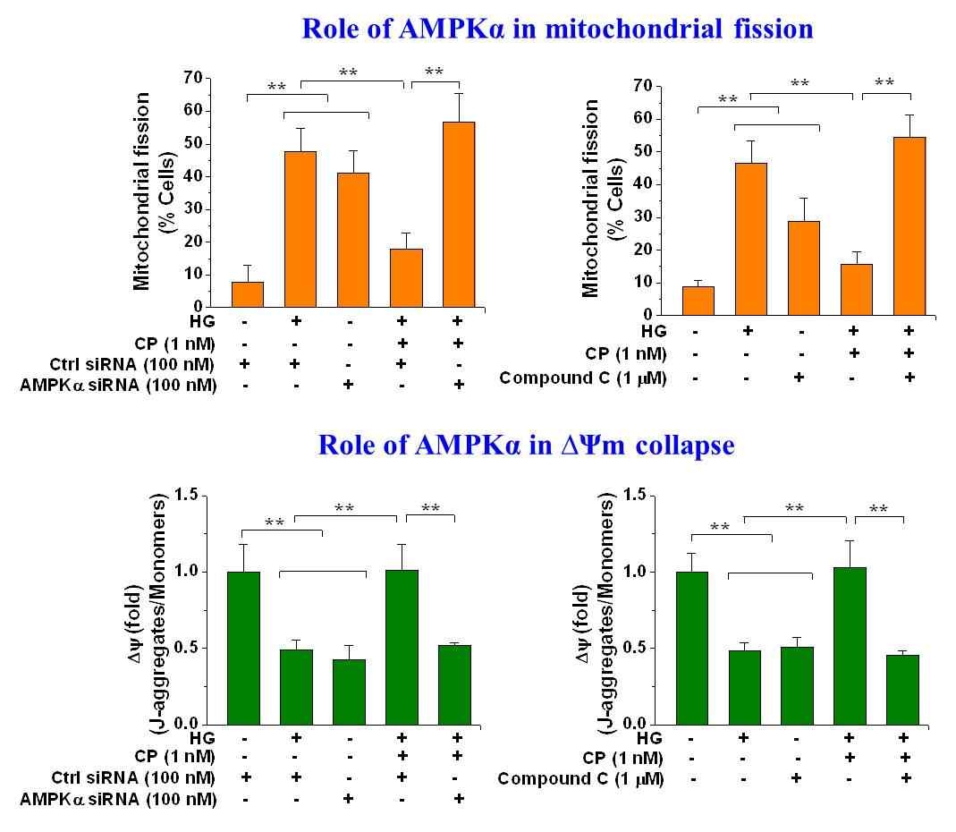 C-peptide의 HG로 인한 mitochondrial fission, Δ Ψm collapse의 억제에 있어 AMPKα의 역할