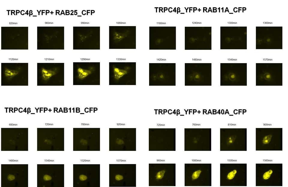 Live cell image analysis