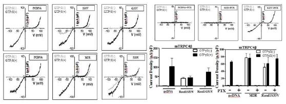 Whole cell patch clamp로 TRPC4 채널에서의 RasD1의 효과 및 PTX 처리시의 억제