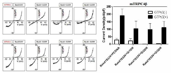 Whole cell patch clamp로 TRPC4에 영향을 미치는 Gαi protein 1,2,3와 RasD1의 관계 검증