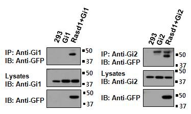 RasD1과 Gαi의 interaction Co-ip로 확인