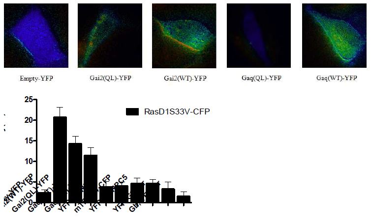 FRET기법을 이용한 RasD1과 관련된 signal확인