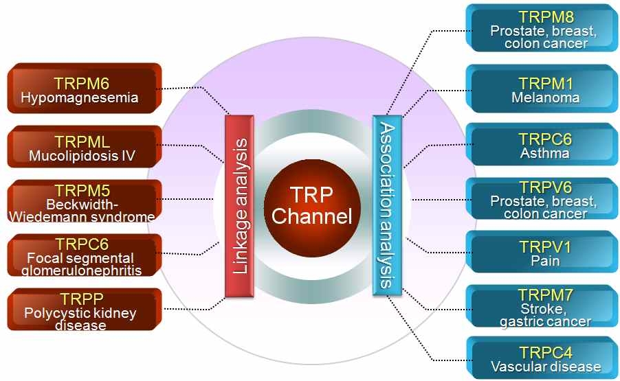 TRP channel과 인체질환