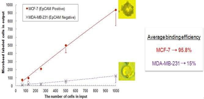 Micromixer내 MCF-7, MDA-MB-231 농도에 따른 Binding 효율