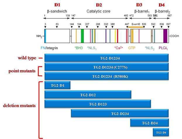 TG2 domain 및 각 domain deletion mutants, point mutants 아미노산 위치