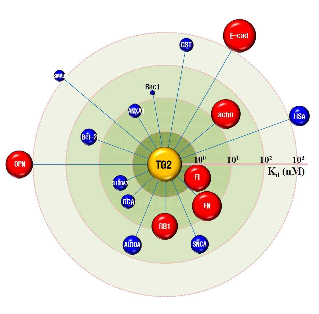 TG2 관련 단백질에 대한 TG2의 활성도와 interaction을 정량화한 AI map. (surface concentration-based assay)