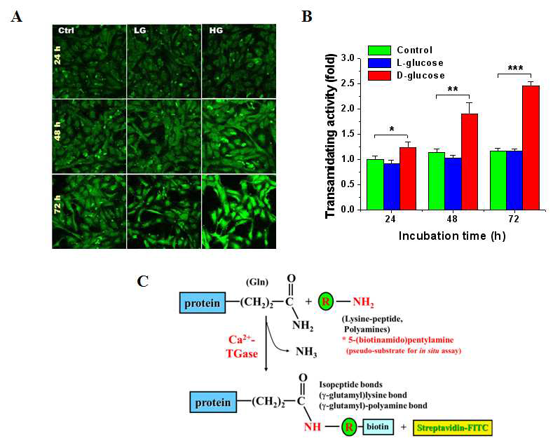 (A) high-glucose 조건에서 TG 활성도의 시간에 따른 변화 (B) 그래프 (C) BAPA를 이용한 TG 활성도를 세포에서 측정하는 방법에 대한 원리