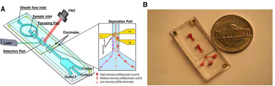 (A)형광발현 정도에 따른 분리를 위한 미세유체 칩 모식도, (B)실제 칩의 사진