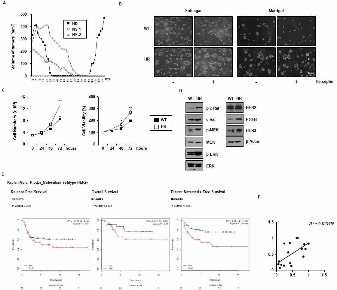 개발된 Herceptin내성 세포주가 갖는 증식 및 신호전달 경로를 분석하고 발굴한 바이오마커 단백질이 유방암 환자의 예후에 미치는 영향 분석