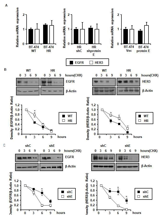 protein E가 EGFR, HER3단백질의 stability에 미치는 영향