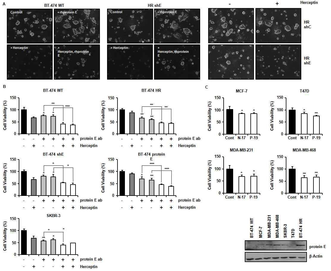 protein E의 발현 조절에 따른 Herceptin sensitivity 변화와 protein E항체를 이용한 유방암 증식 억제