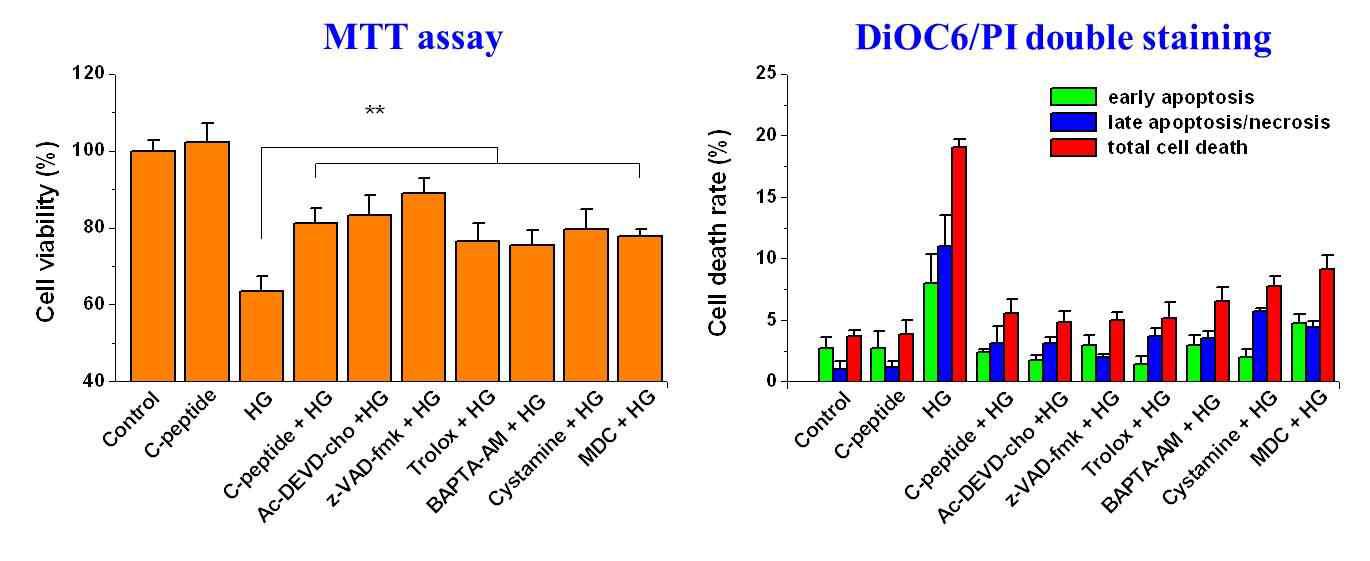 HG에 의해 유도된 apoptosis에서 intracellular ROS, Ca2+, transglutaminase 2 (TG2)의 역할