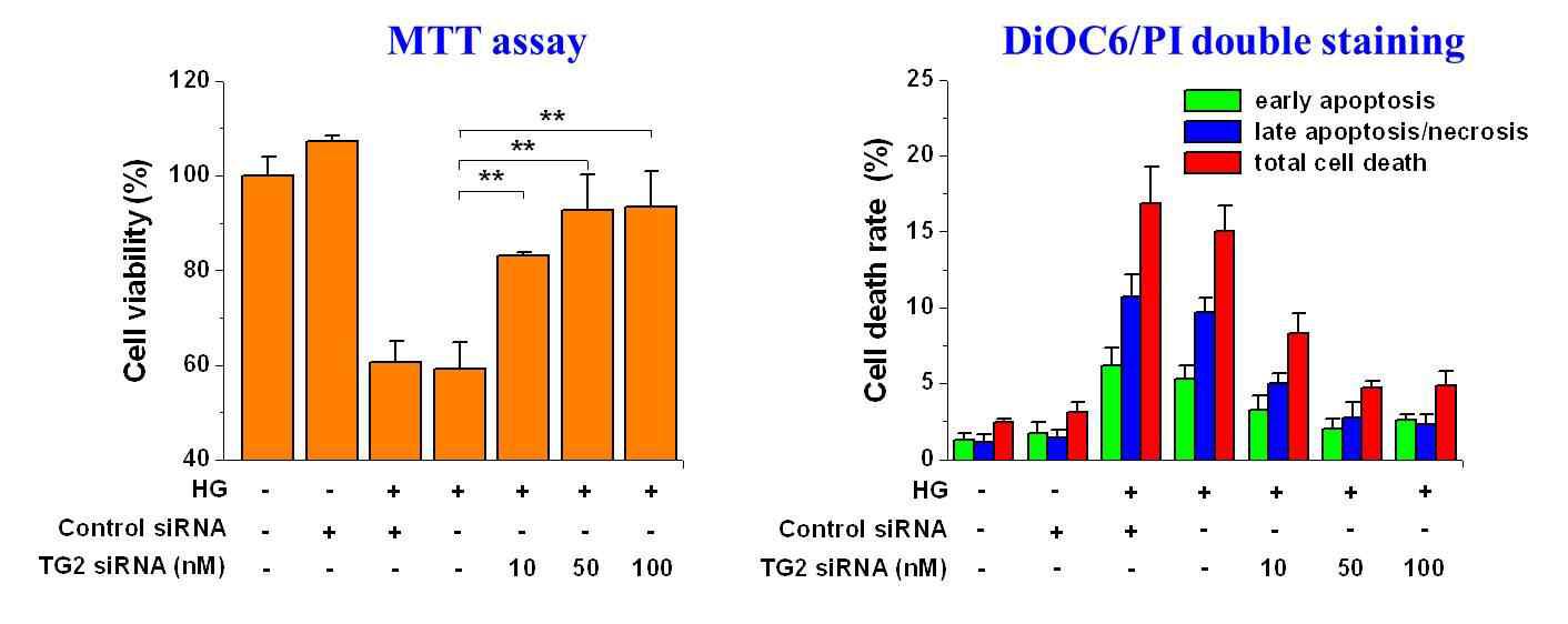 TG2 siRNA를 이용한 HG에 의해 유도된 apoptosis의 억제