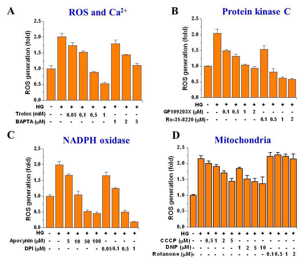 HG에 의해 유도된 intracellular ROS의 생성에 있어서 PKC-NADPH oxidase의 역할