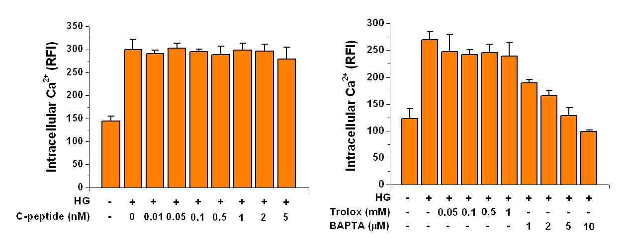 HG에 의해 유도된 intracellular Ca2+ 에 대한 C-peptide 처리 후 변화