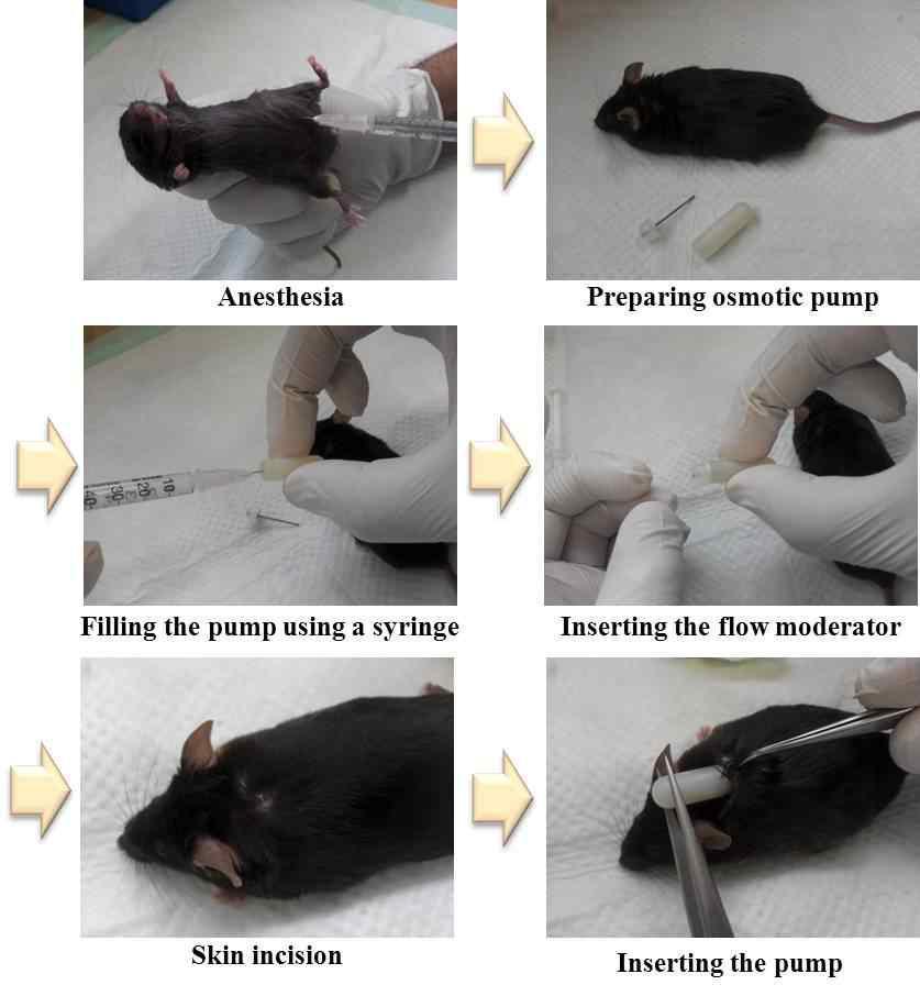 C-peptide가 포함된 osmotic pump를 마우스에 삽입하는 과정