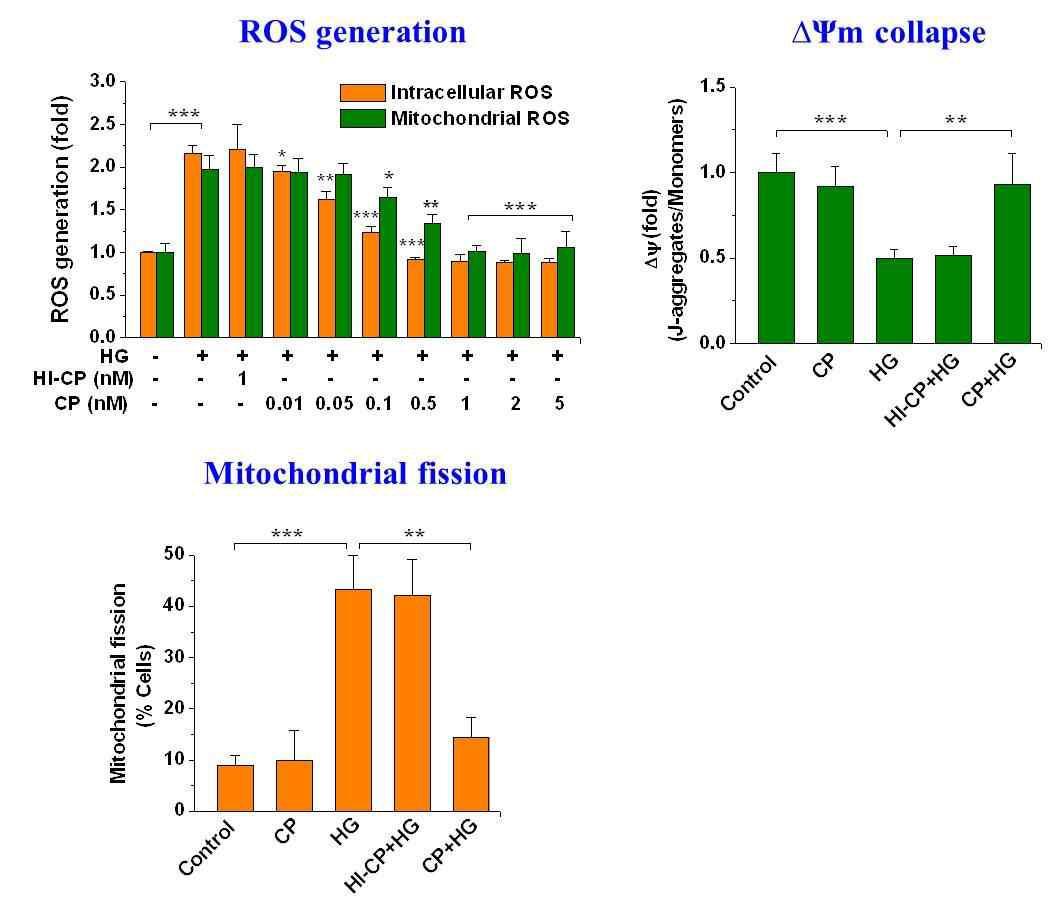 HG에 의해 야기되는 ROS생성, mitochondrial fission, Δ Ψ mcollapse에 있어서 C-peptide의 억제