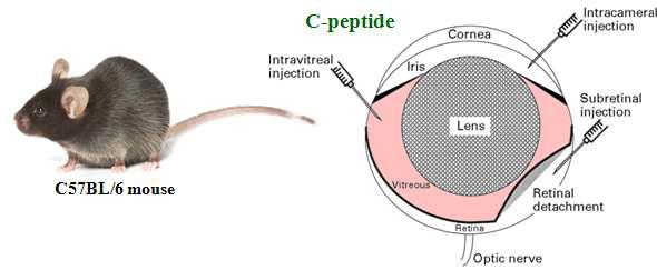 안구에 C-peptide 주입 모식도