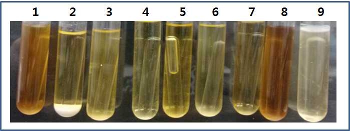효모균주의 발효테스트 결과 lipase 활성 테스트 결과