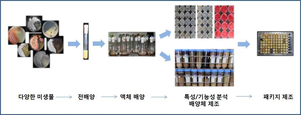 미생물 균주의 특성/기능성 분석 및 배양체 제조 과정