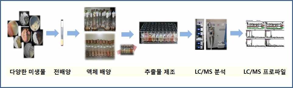 균주추출물 제조 및 LC/MS 분석