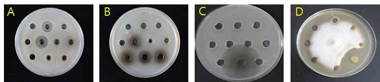 방선균의 항균활성 조사 결과